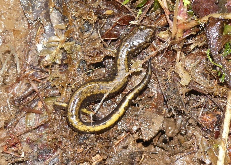 dunn's salamander vista park property city of scappoose columbia county bella road oregon