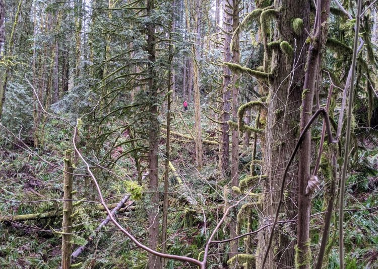 vista park property city of scappoose columbia county bella road oregon