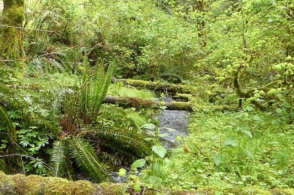 vista park property city of scappoose columbia county bella road oregon stream creek