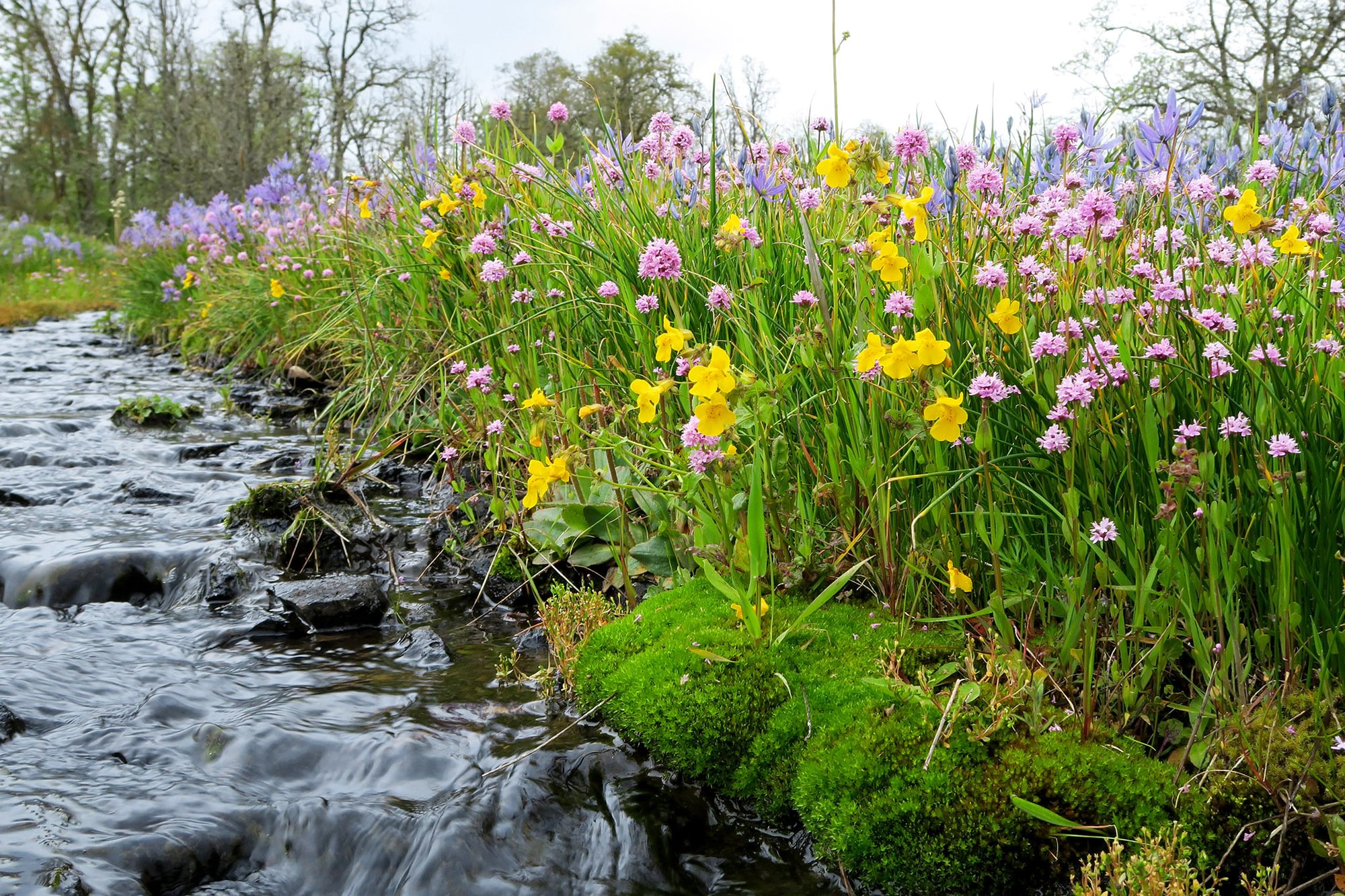 Liberty Hill vernal stream wildflowers