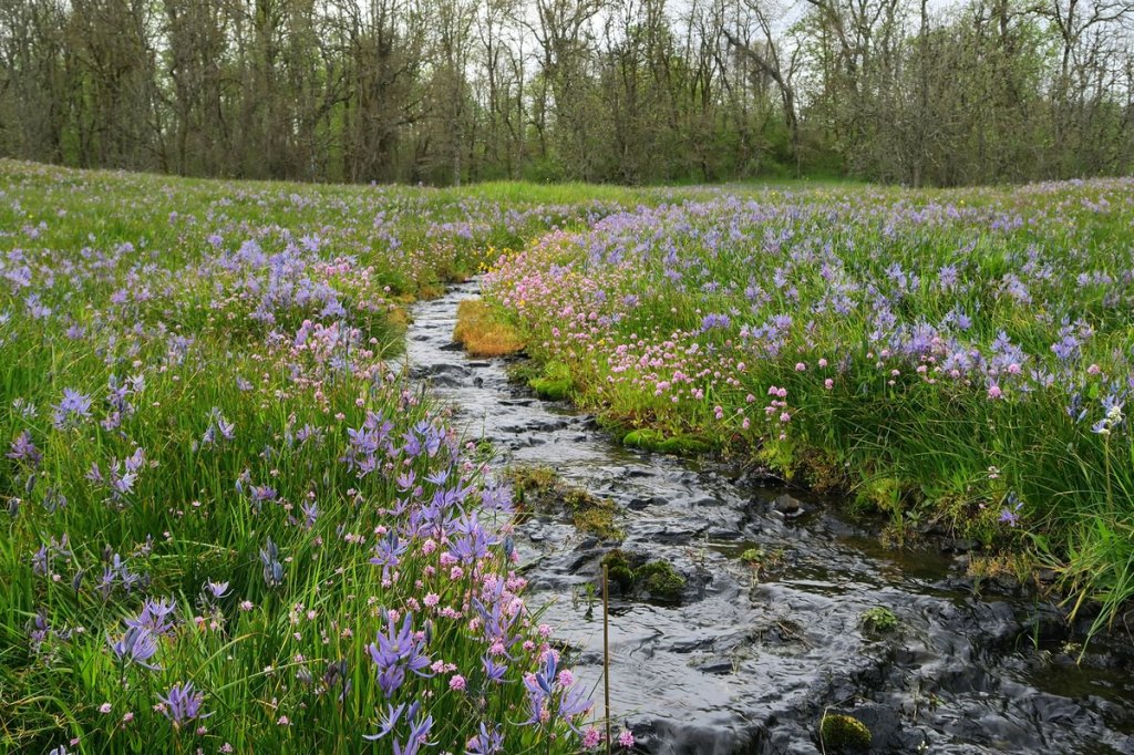 Liberty Hill vernal stream wildflowers