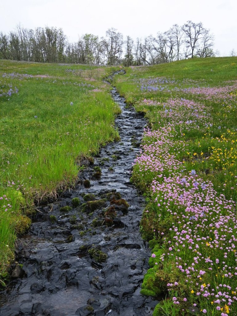 Liberty Hill vernal stream wildflowers