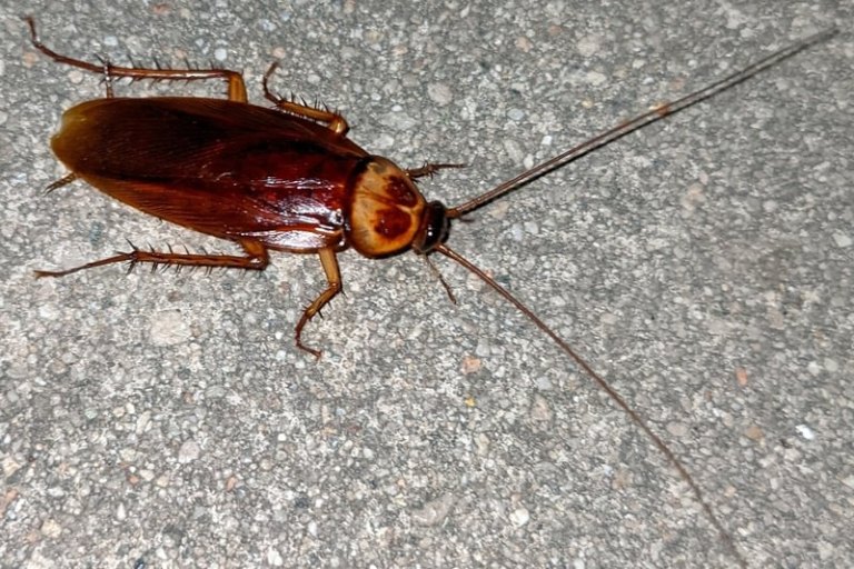 American Cockroach Periplaneta americana – Wild Columbia County