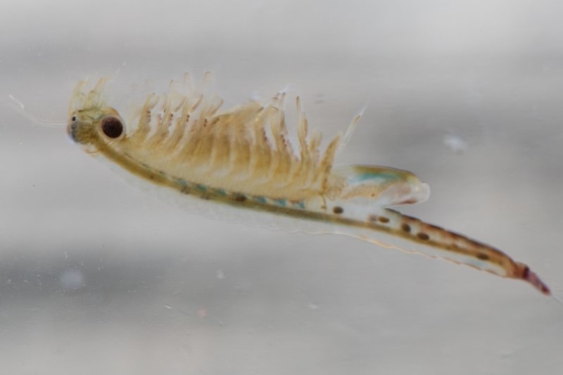 Oregon Fairy Shrimp Eubranchipus oregonus oregon columbia county