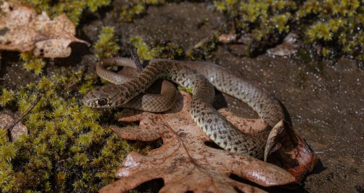 juvenile western yellow-bellied racer boise cascade st. helens