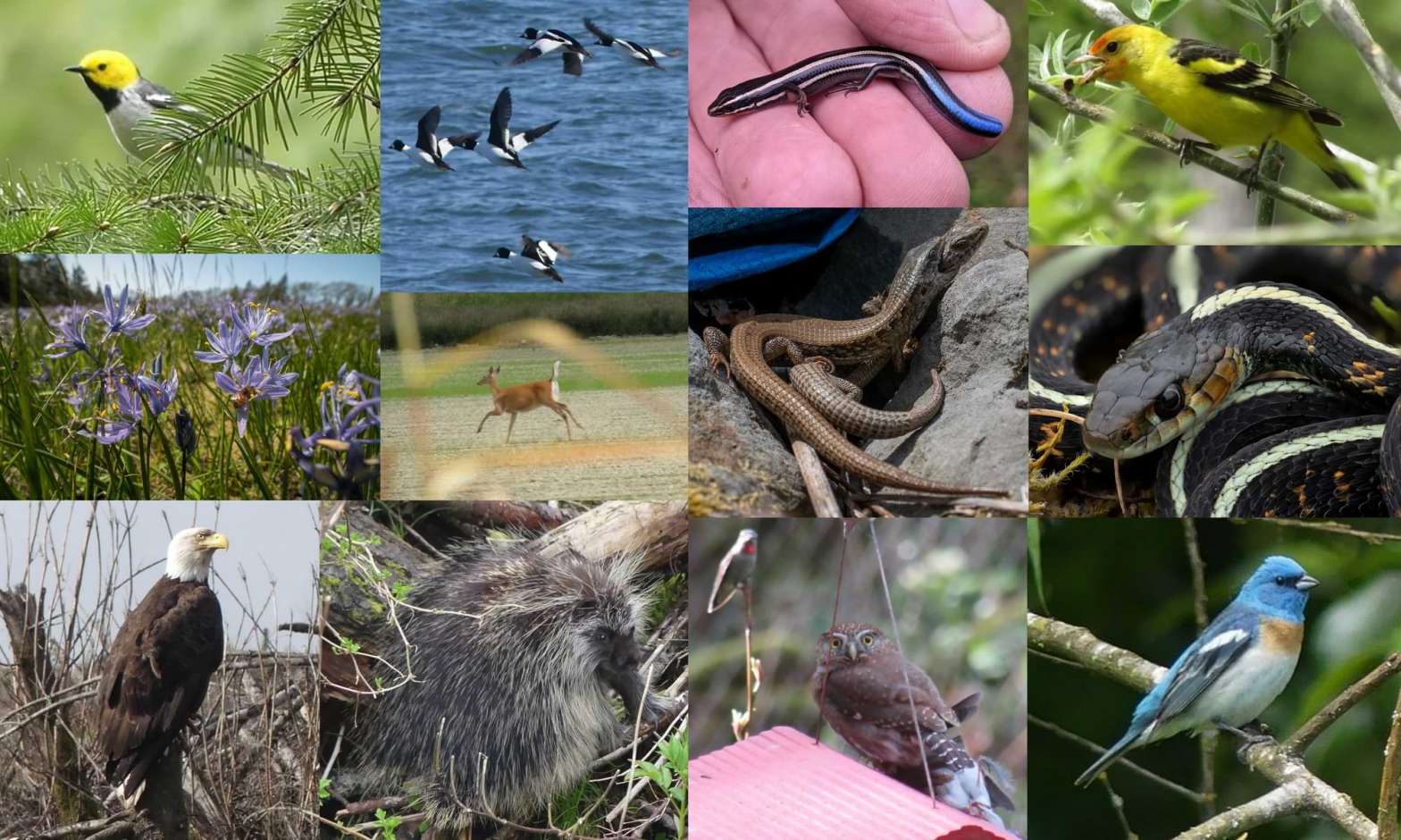 2022 wildlife photos columbia county