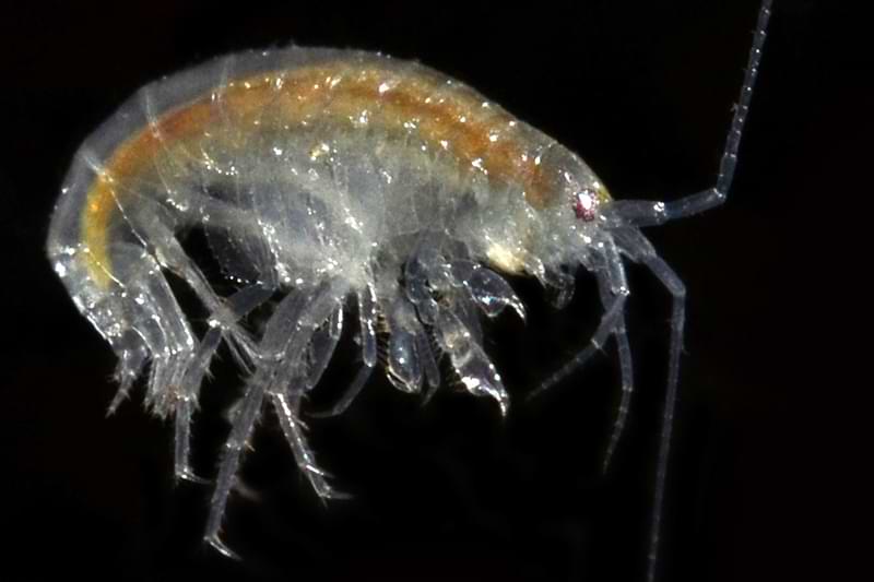 Western Bog Crangonyctid Crangonyx richmondensis occidentalis