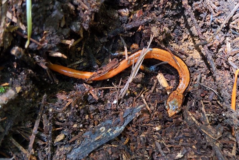 Western Red-backed Salamander scout lake clatskanie columbia county oregon