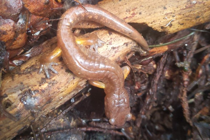 Oregon Ensatina scout lake clatskanie columbia county oregon