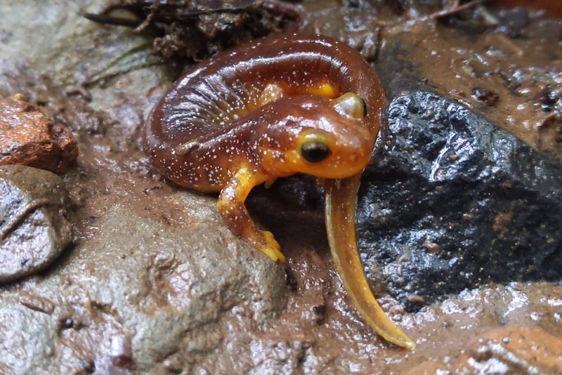 Columbia Torrent Salamander scout lake clatskanie columbia county oregon
