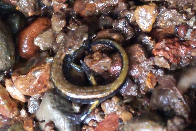 Dunn's Salamander scout lake clatskanie columbia county oregon