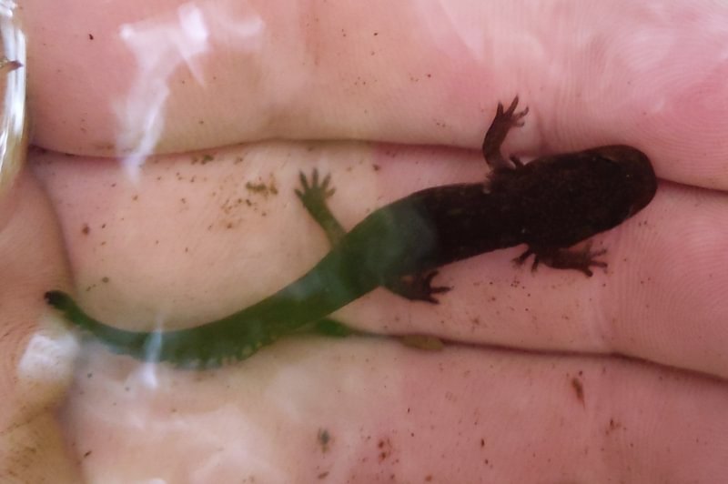 Coastal Giant Salamander scout lake clatskanie columbia county oregon