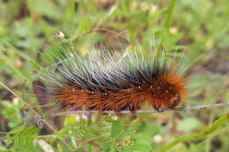 Ranchman's Tiger Moth Arctia virginalis