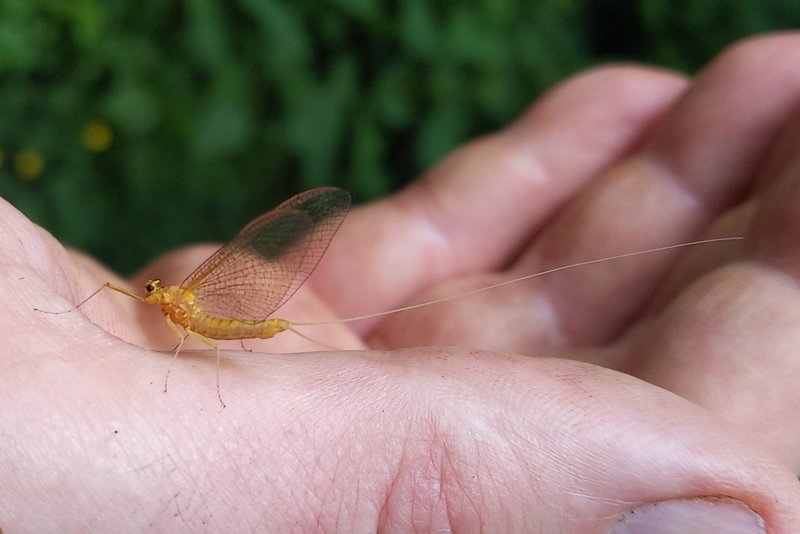 Stream Mayflies Family Heptageniidae