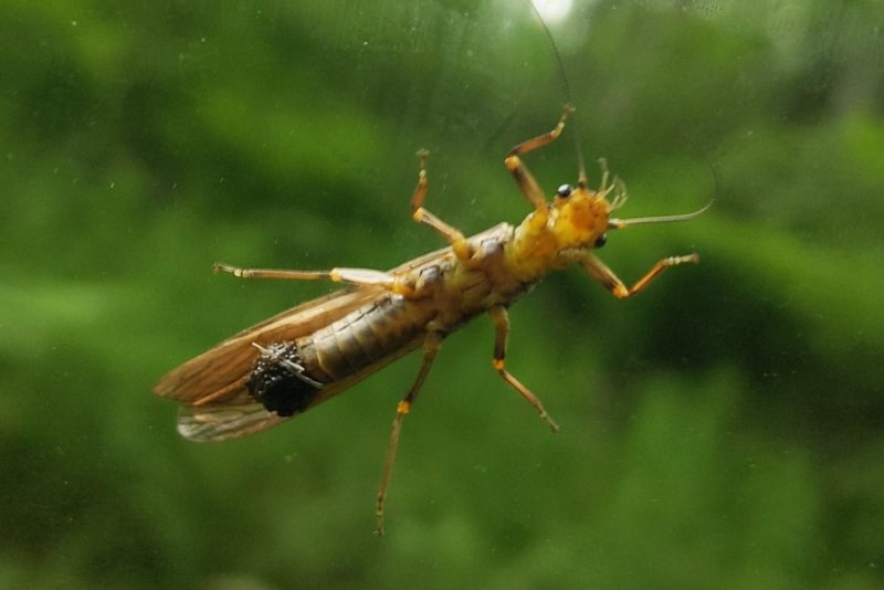 Springflies Subfamily Perlodinae