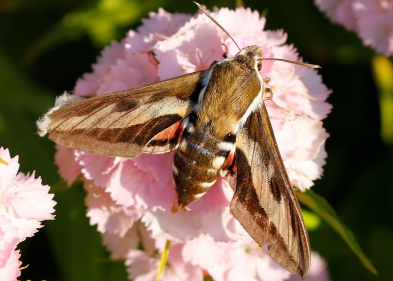 Bedstraw Hawkmoth Hyles gallii moth columbia county northwest oregon