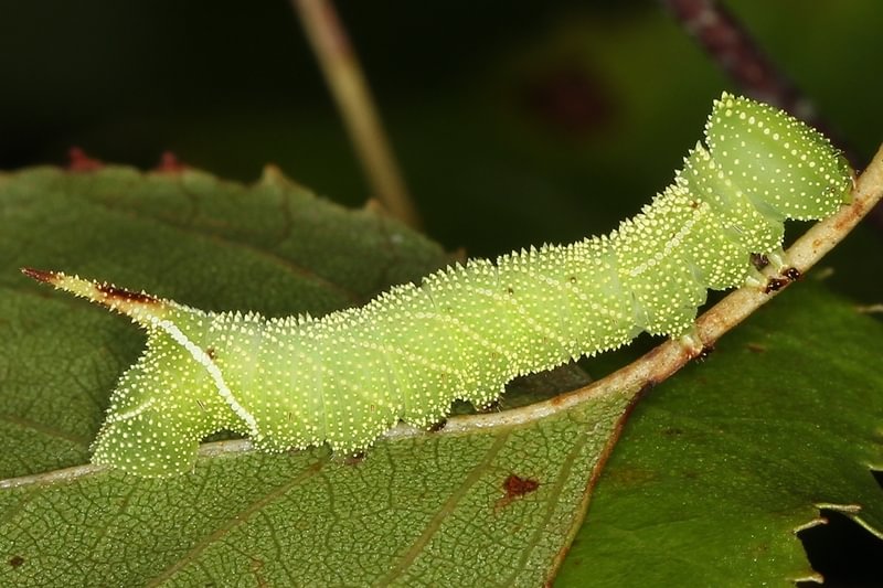 Blinded Sphinx larva Paonias excaecata moth columbia county northwest oregon