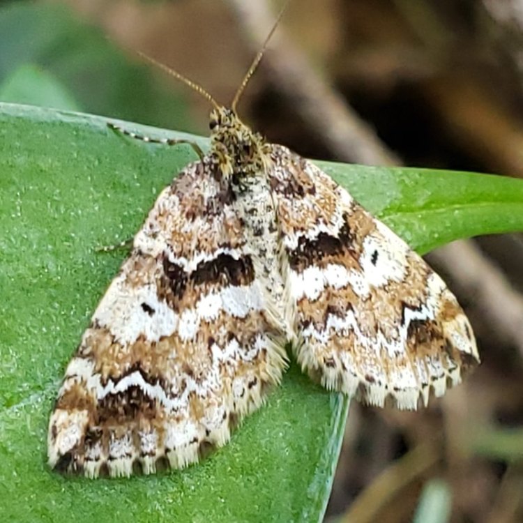 Coltsfoot Moth Enchoria lacteata columbia county northwest oregon