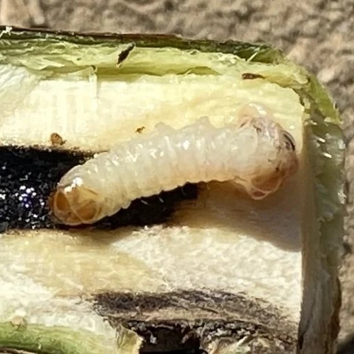 Currant Clearwing Moth larva Synanthedon tipuliformis caterpillar columbia county northwest oregon