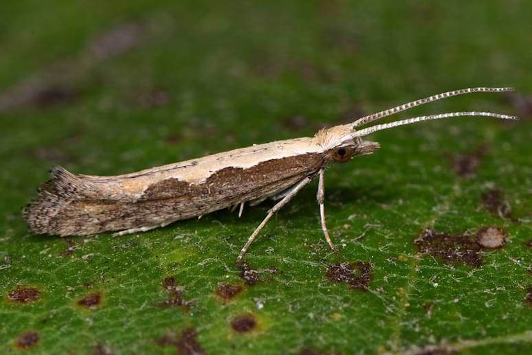 Diamondback Moth Plutella xylostella)