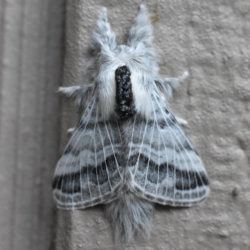 Distinct Tolype Tolype distincta moth columbia county northwest oregon
