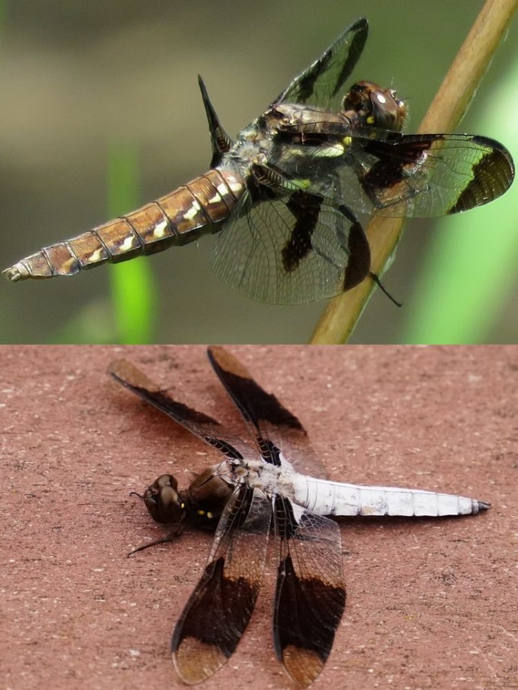 Common Whitetail Plathemis lydia dragonfly columbia county northwest oregon