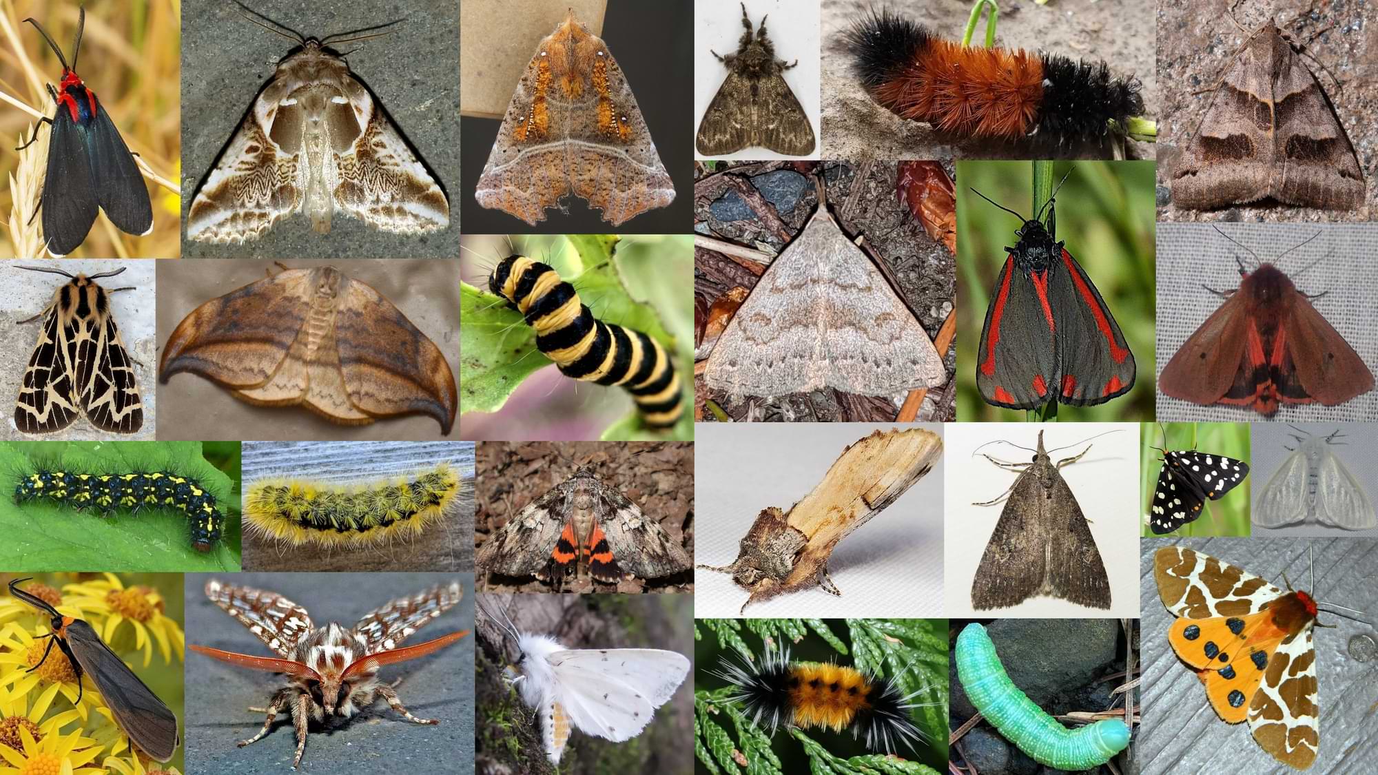 Owlet and Hooktip Moths of Northwest Oregon