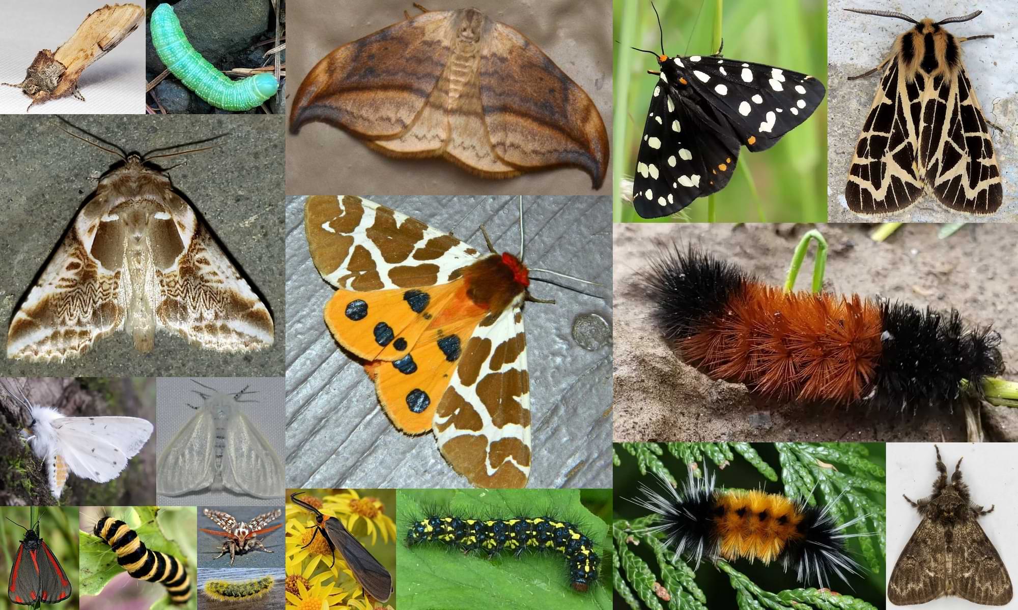 Tiger, Tussock, Hooktip and Prominent Moths of Northwest Oregon