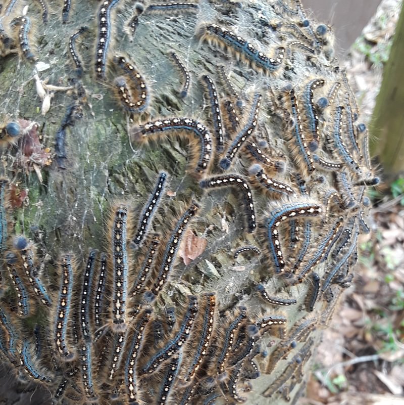 Forest Tent Caterpillar Moth Malacosoma disstria larva web columbia county northwest oregon