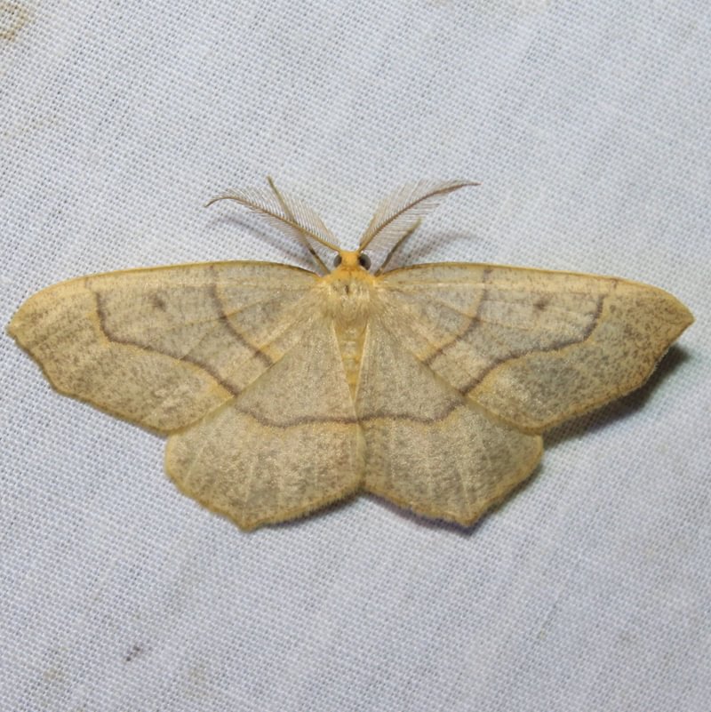 Hemlock Looper Lambdina fiscellaria moth coumbia county northwest oregon