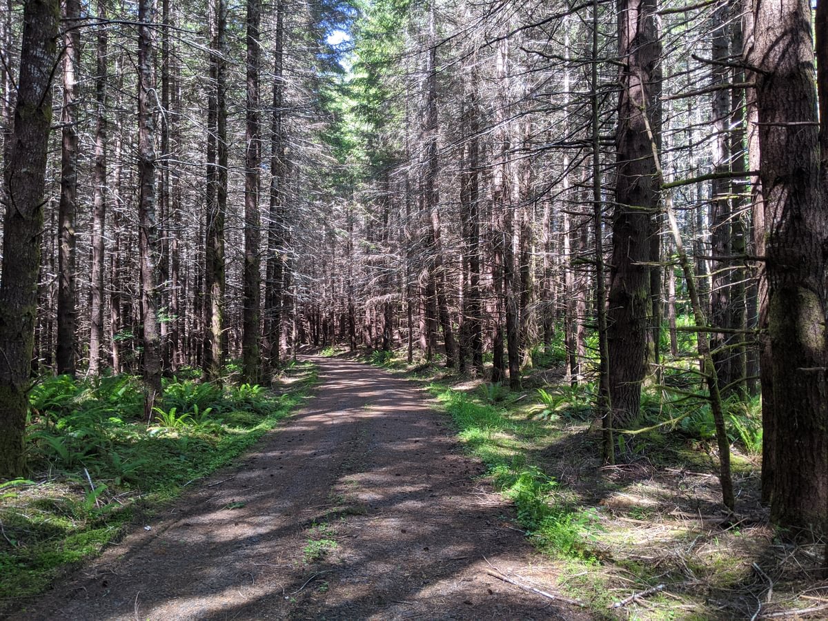 scout lake forest trail clatskanie columbia county oregon northwest
