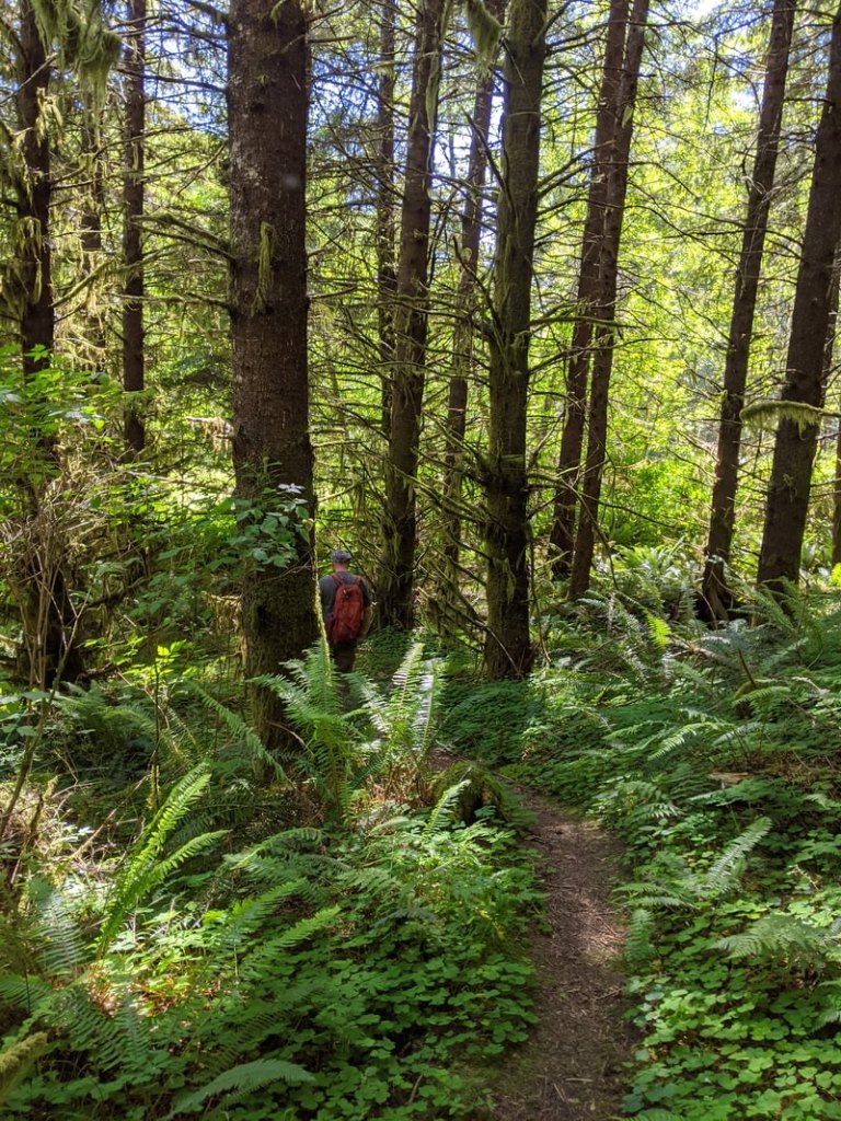 scout lake forest trail clatskanie columbia county oregon northwest
