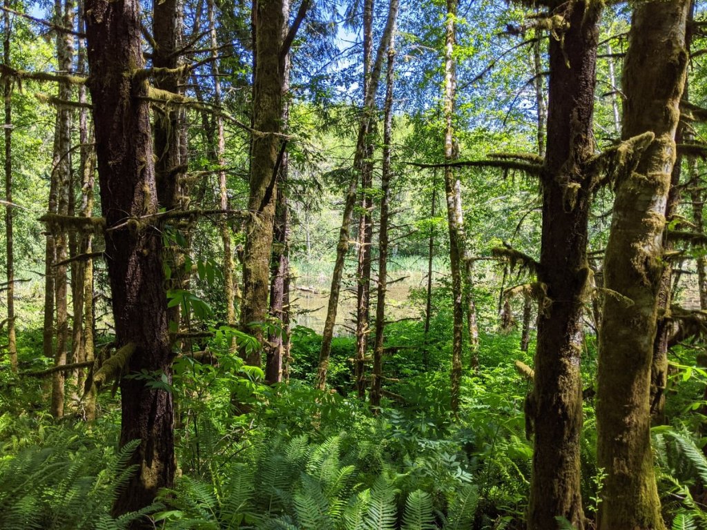 scout lake forest trail clatskanie columbia county oregon northwest
