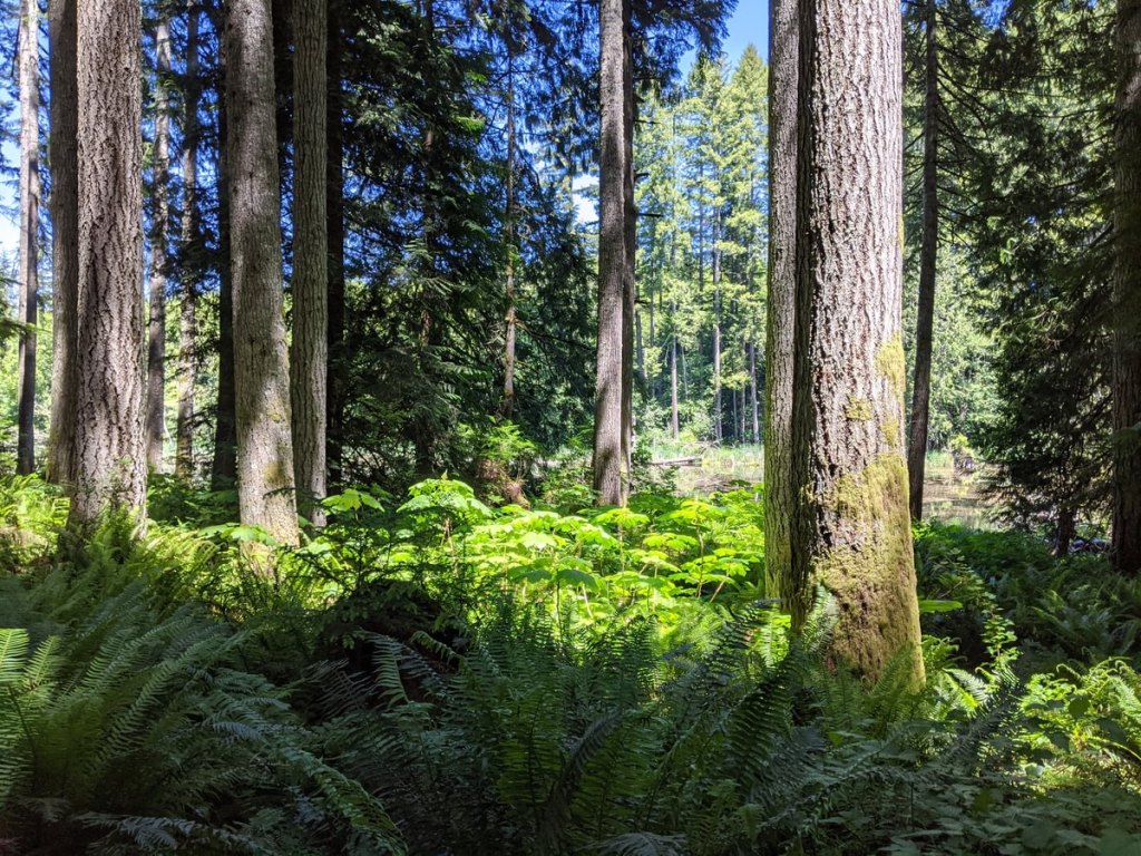 scout lake forest trail clatskanie columbia county oregon northwest