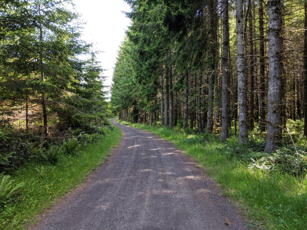 scout lake forest trail clatskanie columbia county oregon northwest