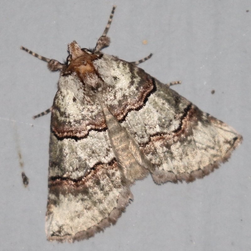 Marble-striped Thyatirine moth Ceranemota fasciata columbia county northwest oregon