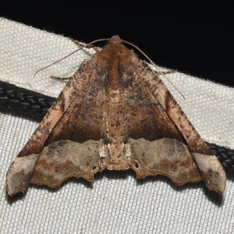 Morrison's Pero Moth Pero morrisonaria columbia county northwest oregon