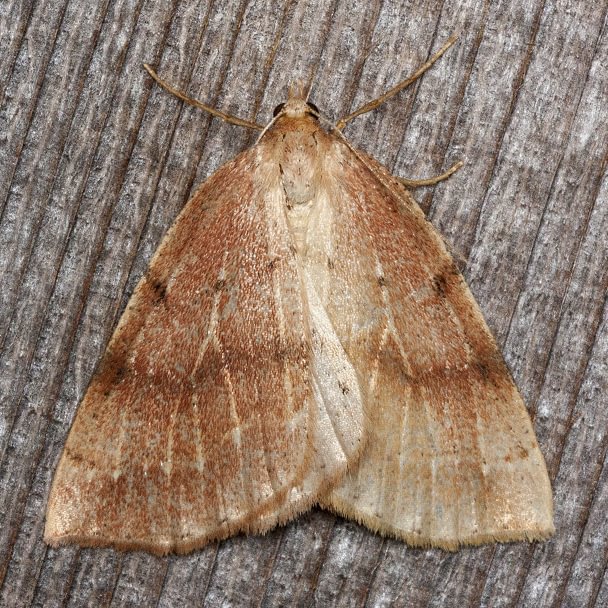 Northern Thallophaga Thallophaga hyperborea moth columbia county northwest oregon