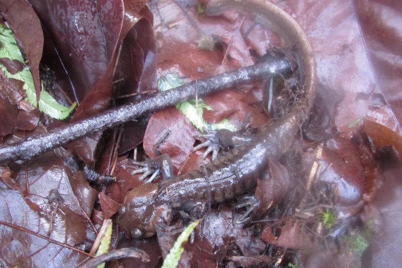 Northwestern Salamander scout lake clatskanie columbia county oregon