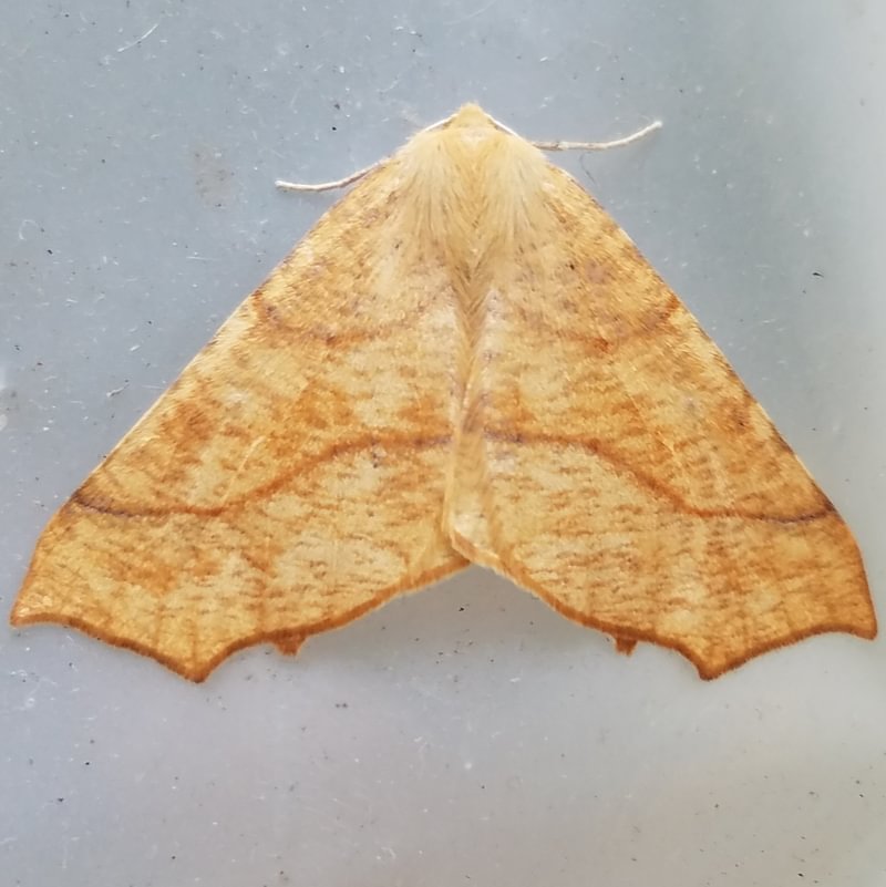 October Thorn Tetracis jubararia moth columbia county northwest oregon
