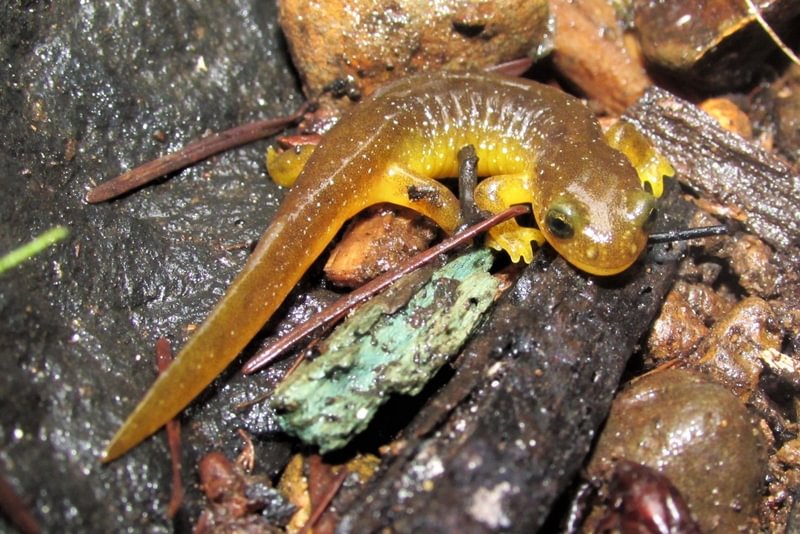 Columbia Torrent Salamander scout lake clatskanie columbia county oregon vernonia mist