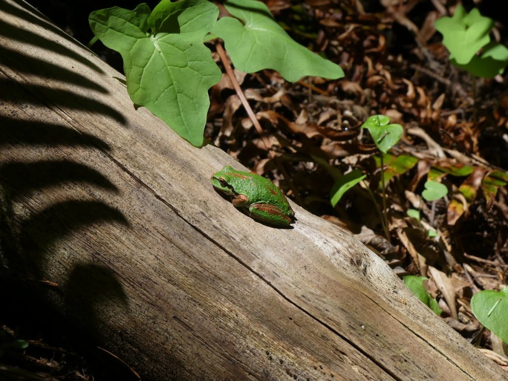 scout lake forest trail clatskanie columbia county oregon northwest