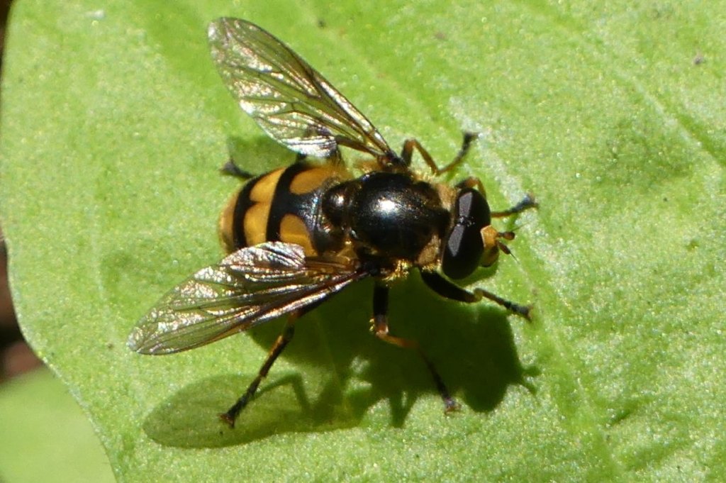 Western Wood Fly Blera scitula
