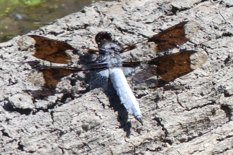 Common Whitetail Plathemis lydia female