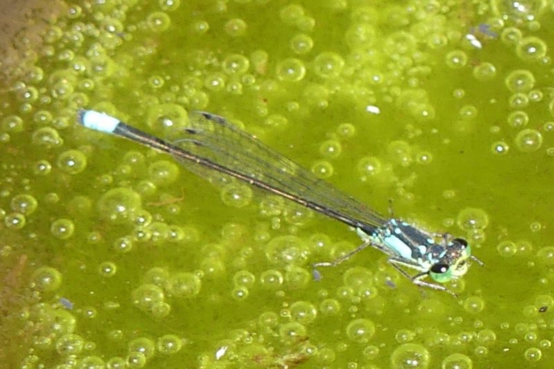 Pacific Forktail Ischnura cervula