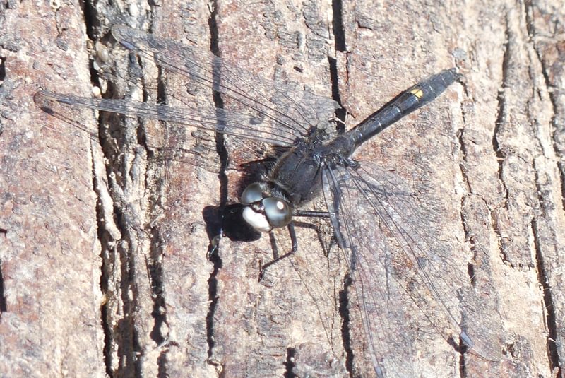 Dot-tailed Whiteface Leucorrhinia intacta