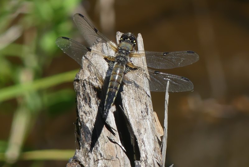 Four-spotted Skimmer Libellula quadrimaculata
