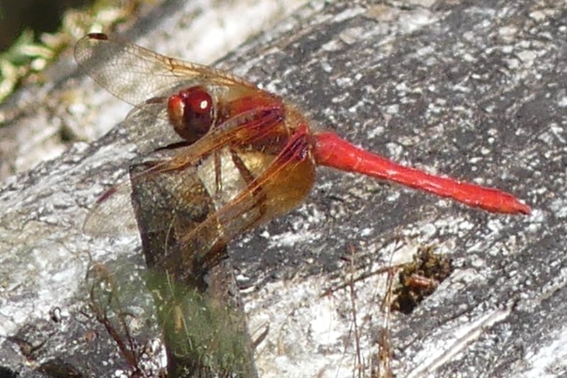 Cardinal Meadowhawk Sympetrum illotum