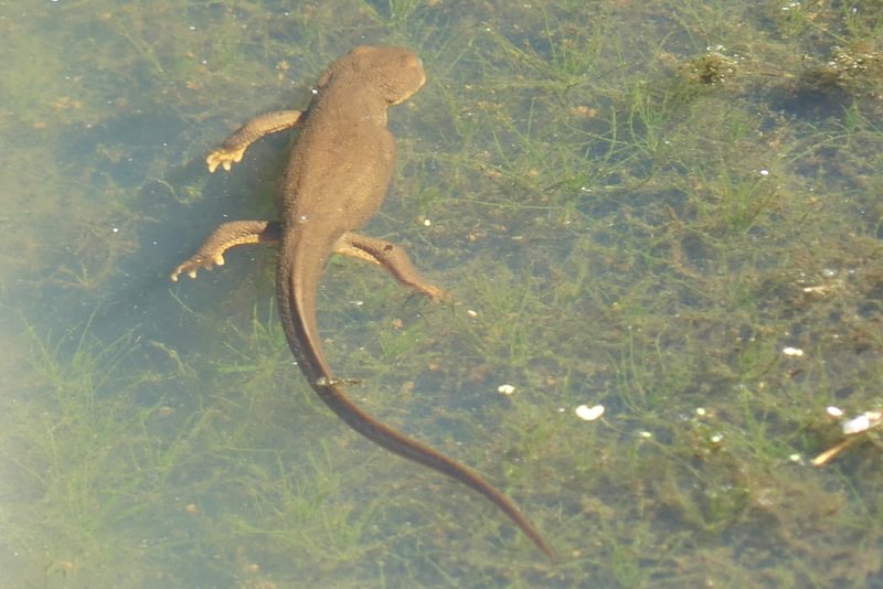 Rough-skinned Newt scout lake clatskanie columbia county oregon
