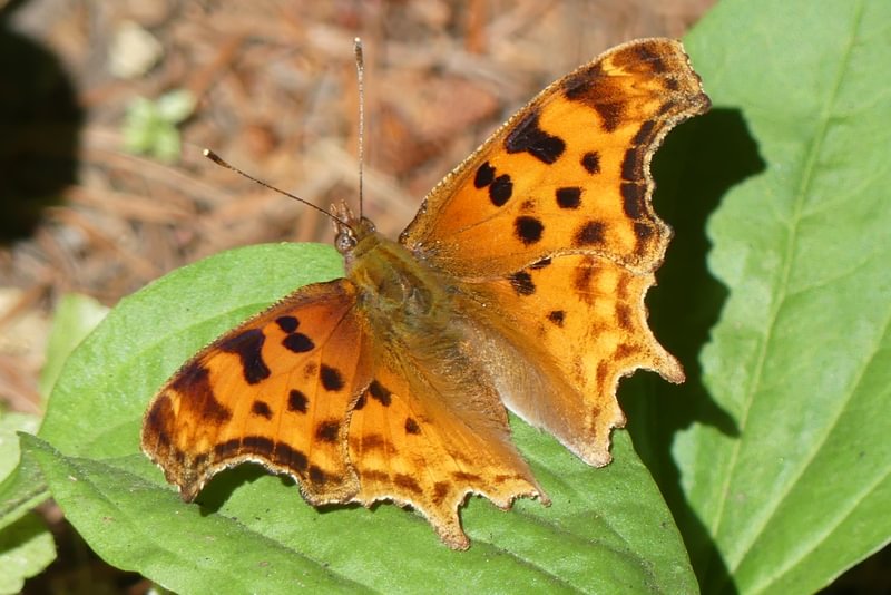 Satyr Comma Polygonia satyrus